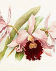 Artivare Fine Art Print of an illustration of pink orchids with a dark center on a light background