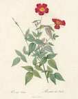 Rosa Indica