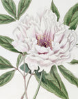 SemiDouble Tree Paeony
