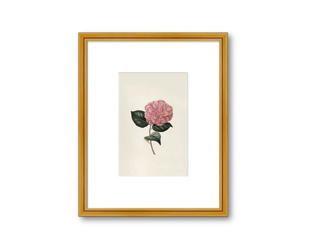 Iconographie du genre Camellia PL. 85