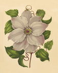 Nederlandsche flora en pomona Pl. 54