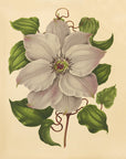Nederlandsche flora en pomona Pl. 54