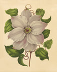 Nederlandsche flora en pomona Pl. 54