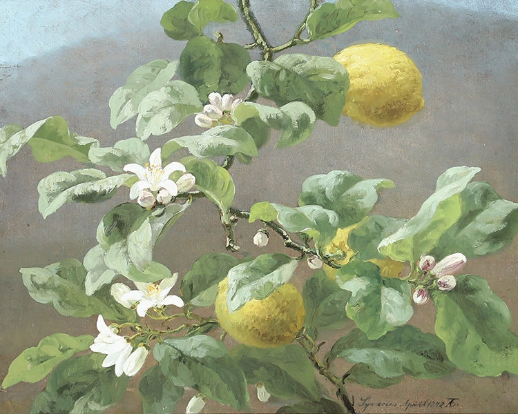 Artivare Fine Art Print of a painting of a lemon tree with lemons and flowers on a gray background