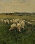 Sheep Grazing in an Open Field
