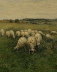 Sheep Grazing in an Open Field