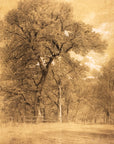 Edge of a Forest