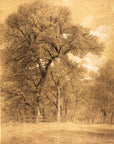 Edge of a Forest