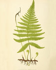 Fern Pl. XXIX