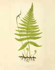 Fern Pl. XXIX