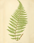 Fern Pl. XXXIX