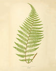 Fern Pl. XXXIX