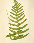 Fern Pl. XXXVIII