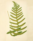 Fern Pl. XXXVIII