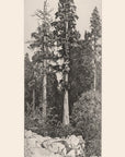 Artivare Fine Art Print of a vintage-style illustration of a tall sequoia with a rocky foreground