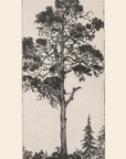 Artivare Fine Art Print of a black and white illustration of a tall tree, pitch pine with a simpler tree in the background