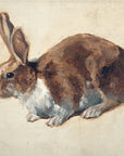 Rabbit