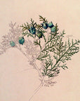 Étude de Thuya