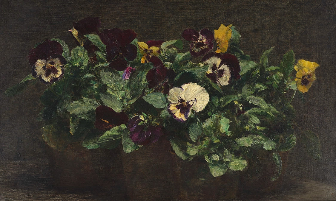 Artivare Fine Art Print of a still life painting of potted pansies with a dark background