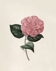 Artivare Fine Art Print of an illustration of a pink flower with green leaves on a beige background