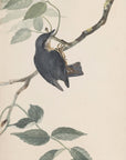 Original water-colour drawings of birds and eggs Pl.38