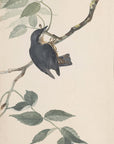 Original water-colour drawings of birds and eggs Pl.38