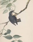Original water-colour drawings of birds and eggs Pl.38