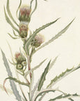 White Thistle