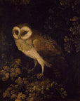 An Owl