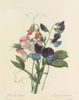 Choix des plus belles fleurs Pl. 039