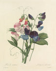 Choix des plus belles fleurs Pl. 039