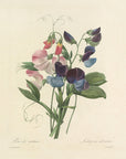 Choix des plus belles fleurs Pl. 039