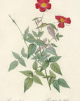 Rosa Indica