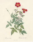 Artivare Fine Art Print of a botanical illustration of a red flower with green leaves on a beige background