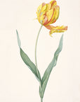 Tulipa gesneriana var. dracontia (Parrot Tulip)