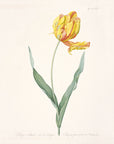 Tulipa gesneriana var. dracontia (Parrot Tulip)