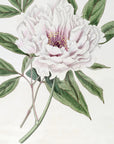 SemiDouble Tree Paeony