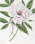 SemiDouble Tree Paeony
