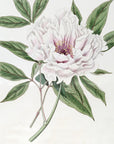 SemiDouble Tree Paeony