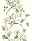 Sixpetaled Virgin’s Bower