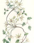 Sixpetaled Virgin’s Bower