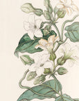 Strongscented Schubertia